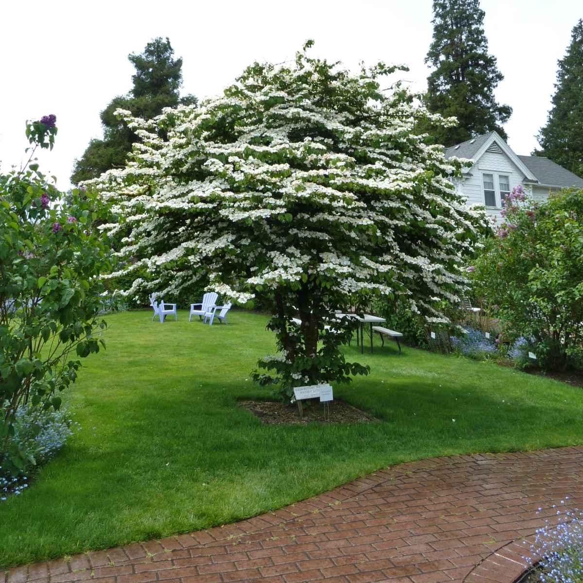 Japanese Snowball Mariesii (Viburnum plicatum)