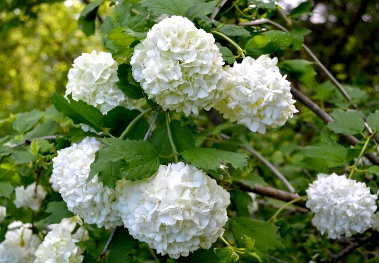 Snowball Tree sterile (Viburnum opulus)