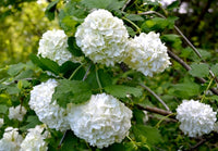 Snowball Tree sterile (Viburnum opulus)