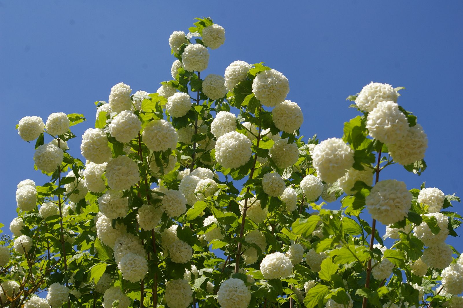 Snowball Viburnum Notcutts (Viburnum opulus) - Ladybird Nursery