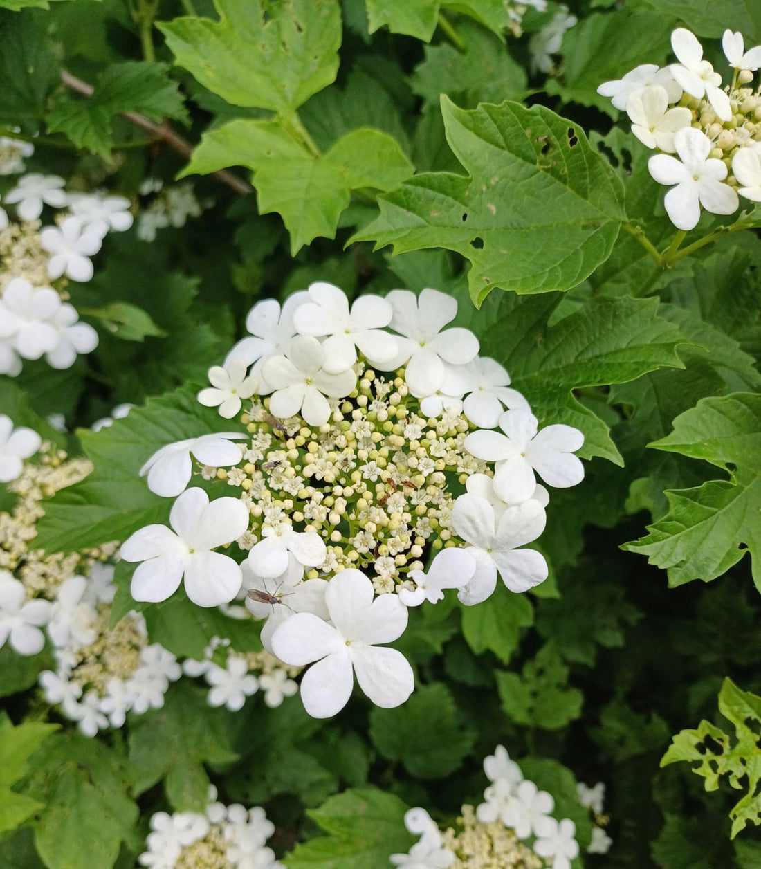 Snowball Viburnum Notcutts (Viburnum opulus) - Ladybird Nursery
