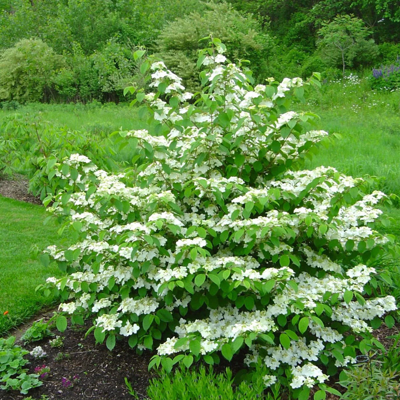 Japanese Snowball Mariesii (Viburnum plicatum)