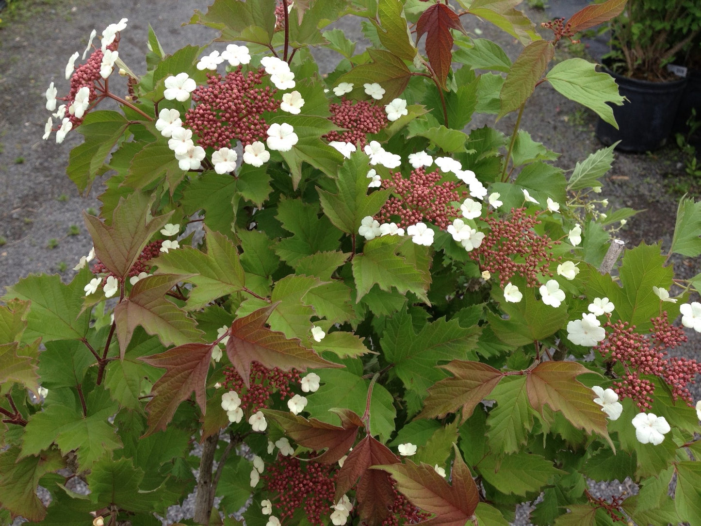 Sargent Viburnum Onondaga (Viburnum sargentii)