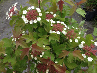 Sargent Viburnum Onondaga (Viburnum sargentii)