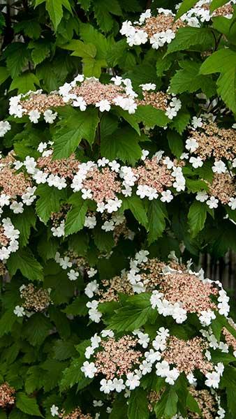 Sargent Viburnum Onondaga (Viburnum sargentii)