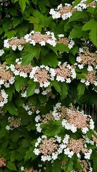 Sargent Viburnum Onondaga (Viburnum sargentii)