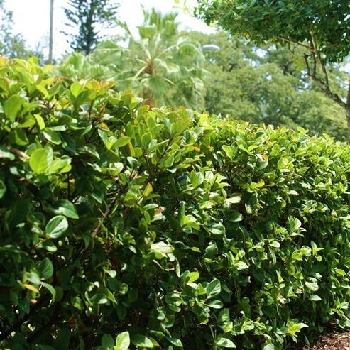 Sweet Viburnum Quick Fence (Viburnum odoratissimum)
