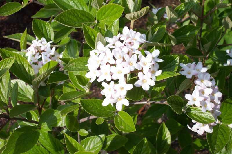 Viburnum x burkwoodii Burkwood Viburnum - Ladybird Nursery