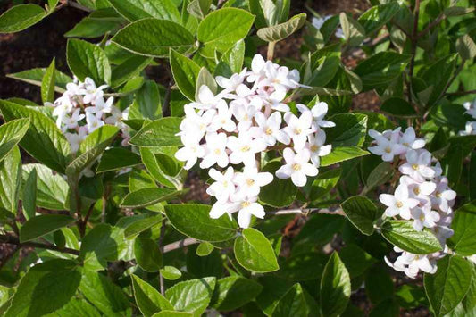 Viburnum x burkwoodii Burkwood Viburnum