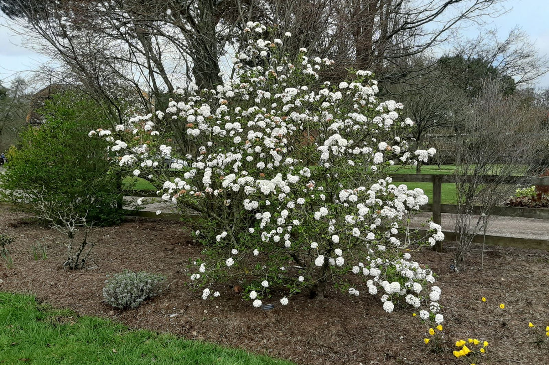Burkwood Viburnum burkwoodii Anne Russell (Viburnum x) - Ladybird Nursery