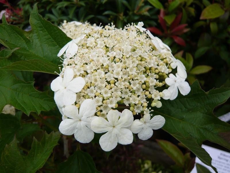Compact Viburnum Compactum (Viburnum opulus) - Ladybird Nursery