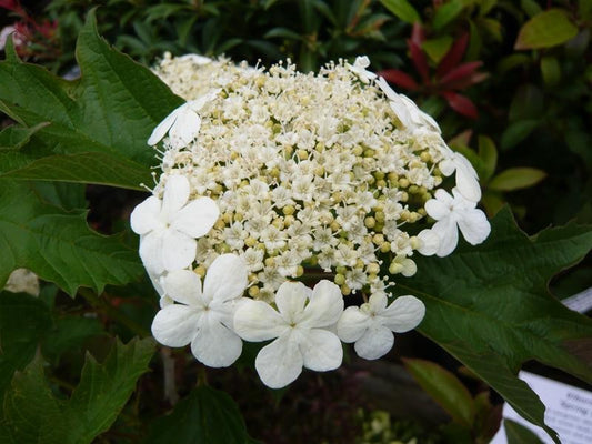 Compact Viburnum Compactum (Viburnum opulus)