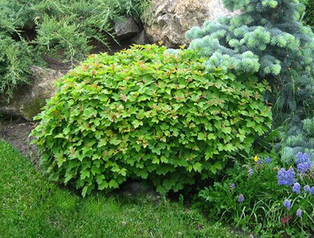 Dwarf Viburnum Midget (Viburnum opulus) - Ladybird Nursery