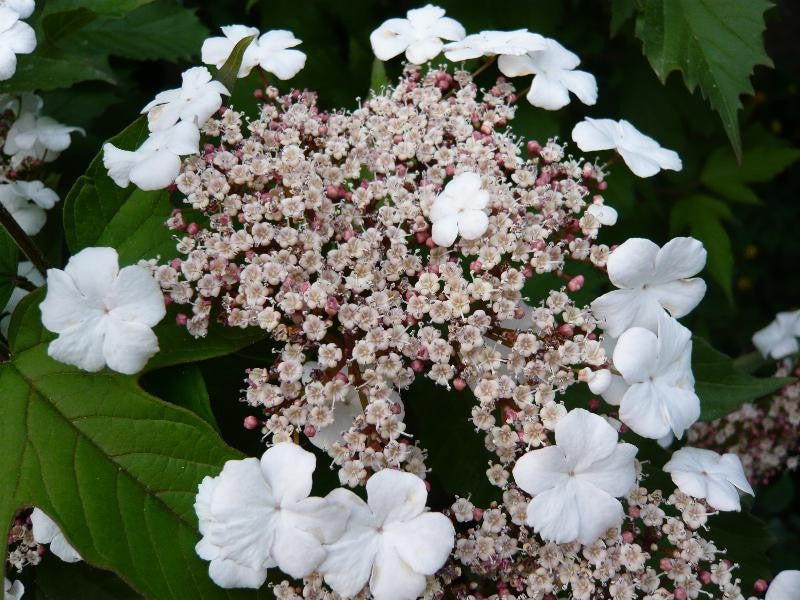 Sargent Viburnum Onondaga (Viburnum sargentii)