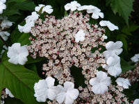 Sargent Viburnum Onondaga (Viburnum sargentii) - Ladybird Nursery