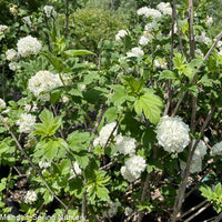 Snowball Viburnum (Viburnum opulus) - Ladybird Nursery