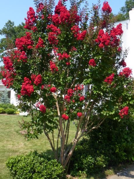 Crepe Myrtle Dwarf Red (Lagerstroemia indica) - Ladybird Nursery