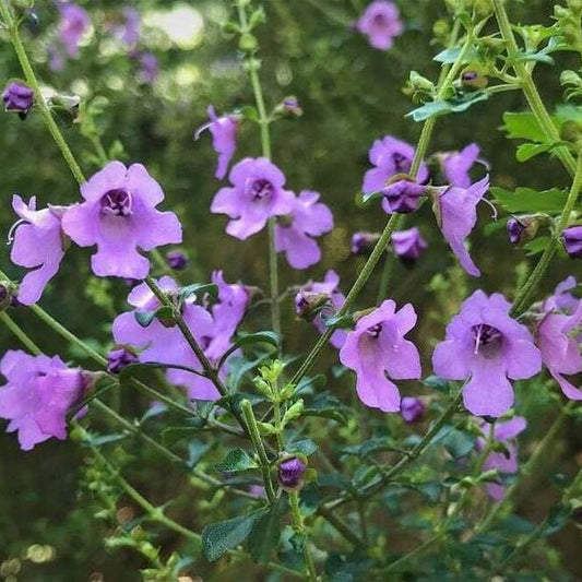 Vimy Ridge (Prostanthera incisa) - Ladybird Nursery