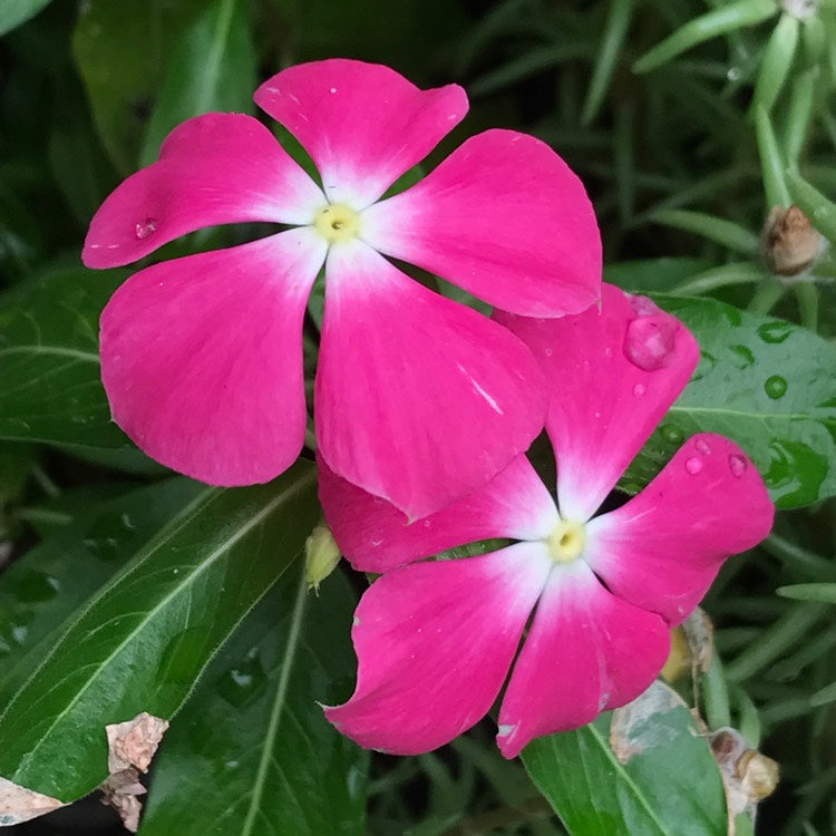 Periwinkle Pink (Vinca spp.)