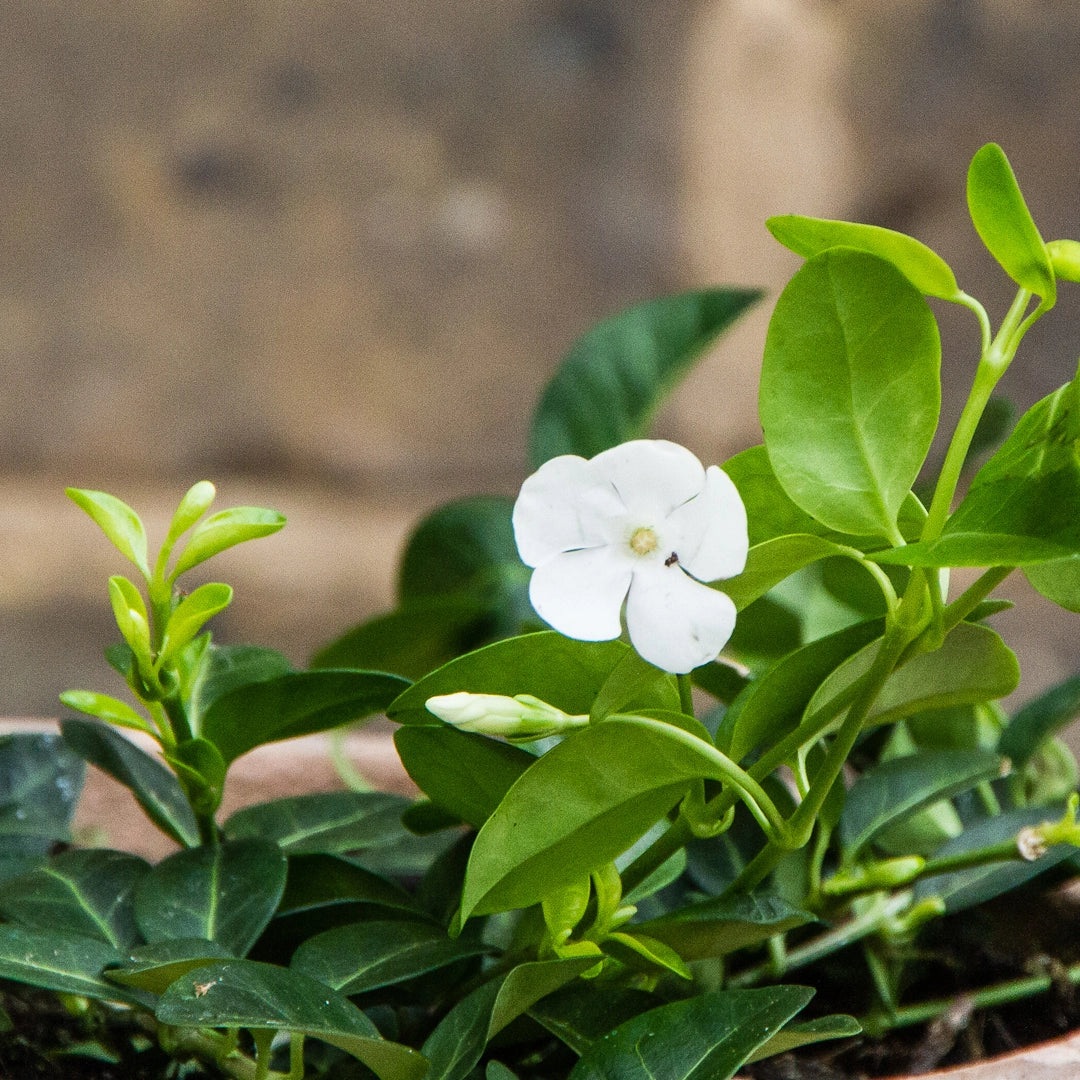 Periwinkle (Vinca White)