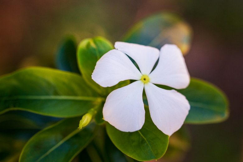 Periwinkle (Vinca White)