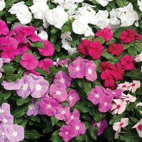 Periwinkle Mix (Vinca spp.)
