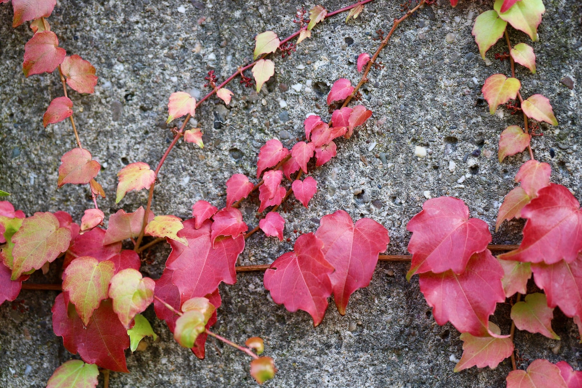 Boston Ivy (Parthenocissus tricuspidata)