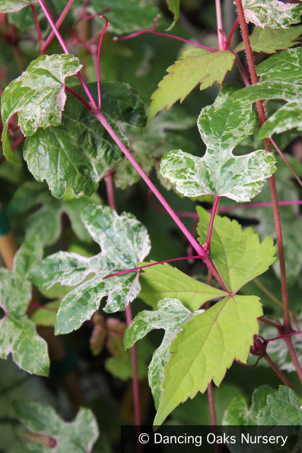 Porcelain Berry var. brevipedunculata (Ampelopsis glandulosa)