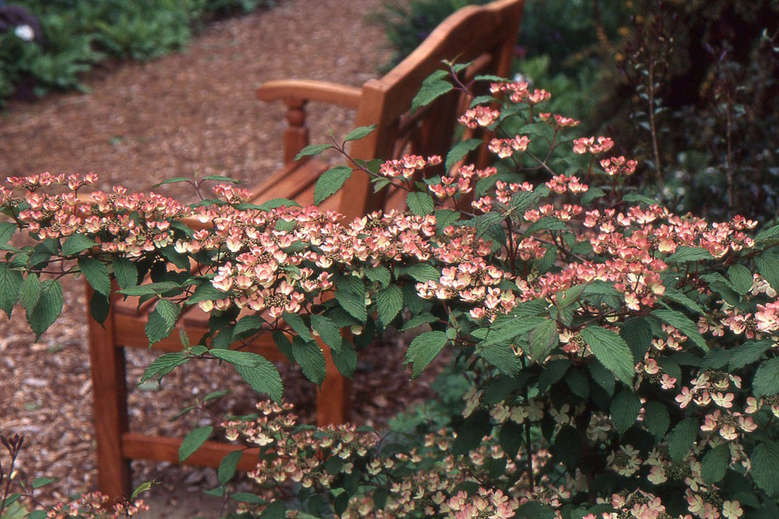 Japanese Snowball Pink Beauty (Viburnum plicatum) - Ladybird Nursery