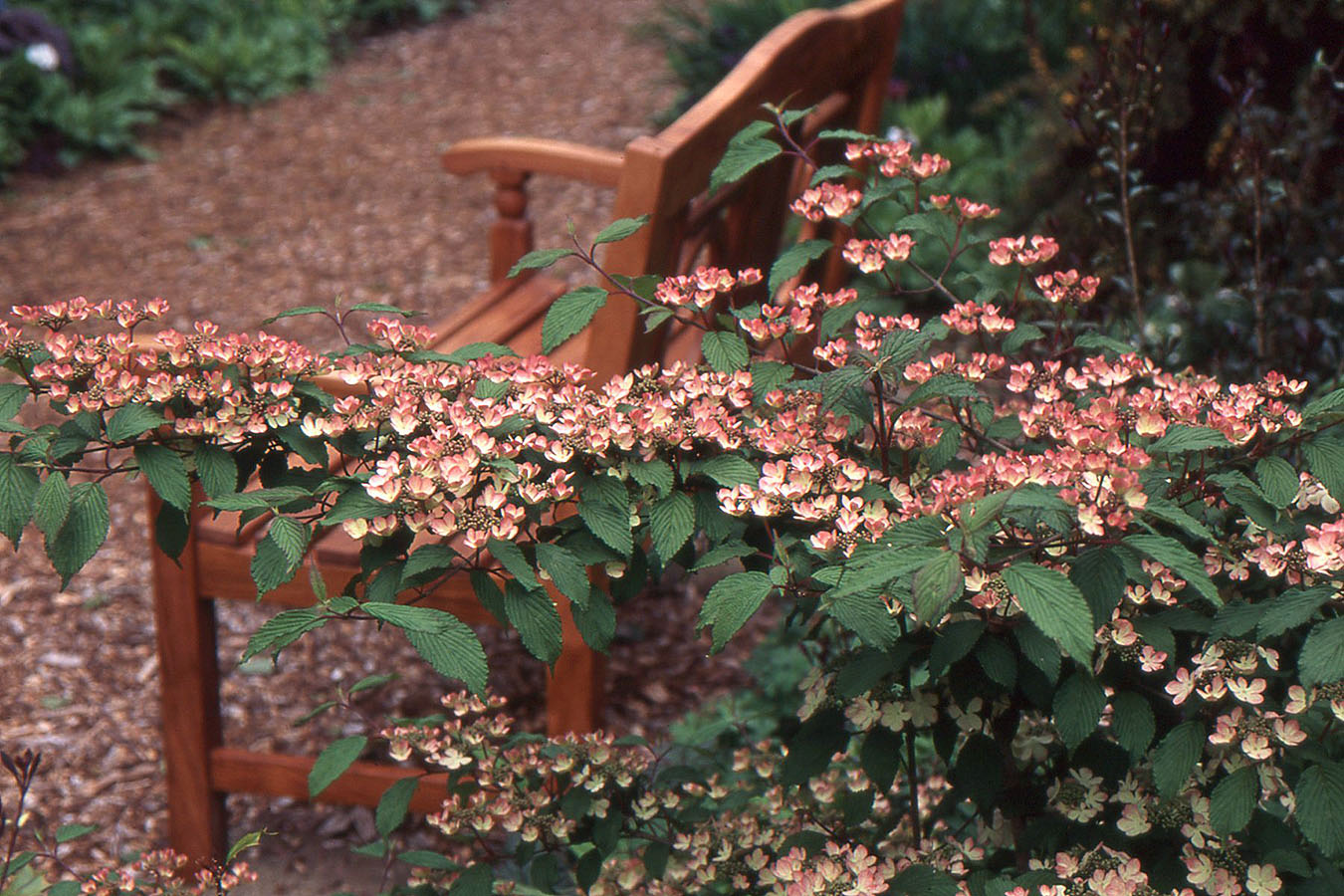 Japanese Snowball Pink Beauty (Viburnum plicatum)