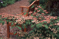 Japanese Snowball Pink Beauty (Viburnum plicatum) - Ladybird Nursery