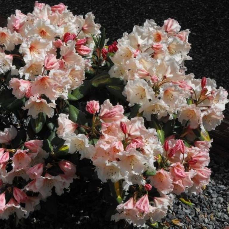 Rhododendron Virginia Richards - Ladybird Nursery