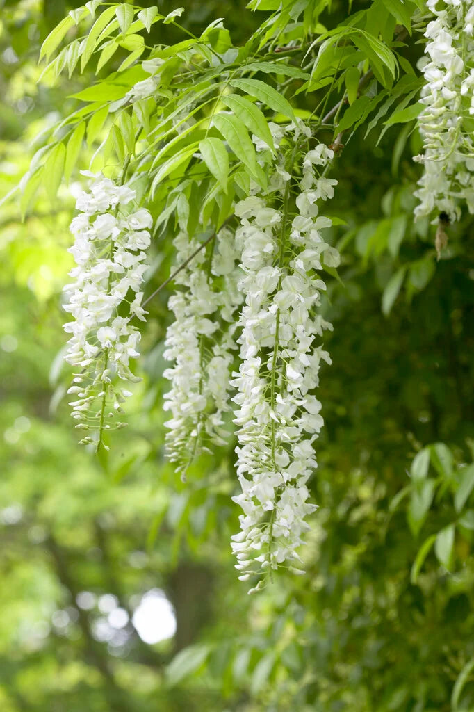 Chinese Wisteria Alba / Jako (Wisteria sinensis)