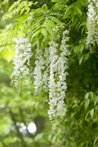 Chinese Wisteria Alba / Jako (Wisteria sinensis)