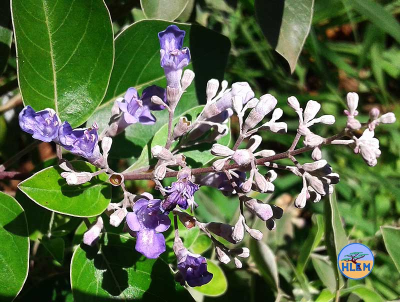 Simpleleaf Chastetree purpurea (Vitex trifolia)