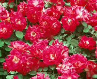 Rose ‘Bordure Vive’ 2ft Standard - Ladybird Nursery