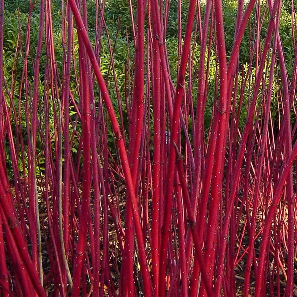 Red Stem Dogwood sibirica Standard (Cornus alba) - Ladybird Nursery