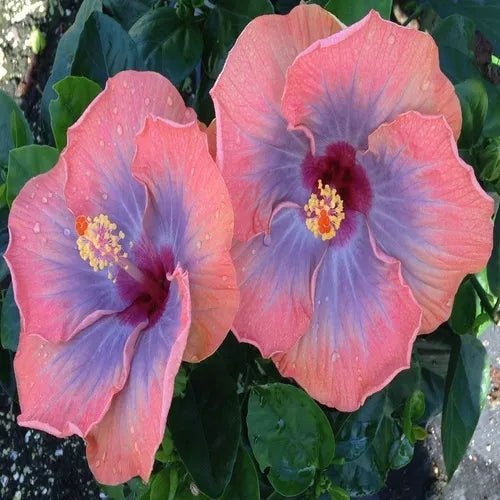 Hibiscus (Hibiscus Voodoo) - Ladybird Nursery