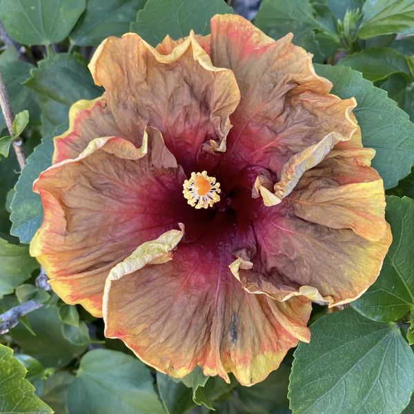 Hibiscus (Hibiscus Voodoo) - Ladybird Nursery