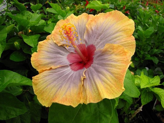 Hibiscus (Hibiscus Voodoo) - Ladybird Nursery