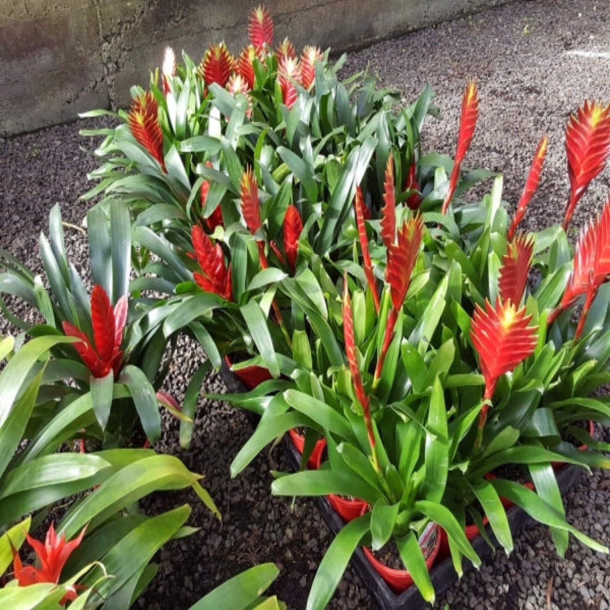 Bromeliad (Vriesea Assorted)