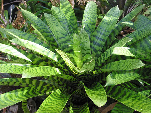King Vriesea (Vriesea hieroglyphica)
