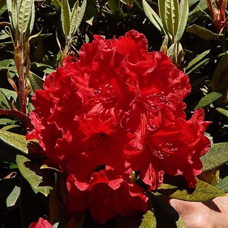 Rhododendron Vulcan Flame - Ladybird Nursery