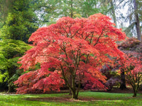 Japanese Maple Bonfire (Acer palmatum)
