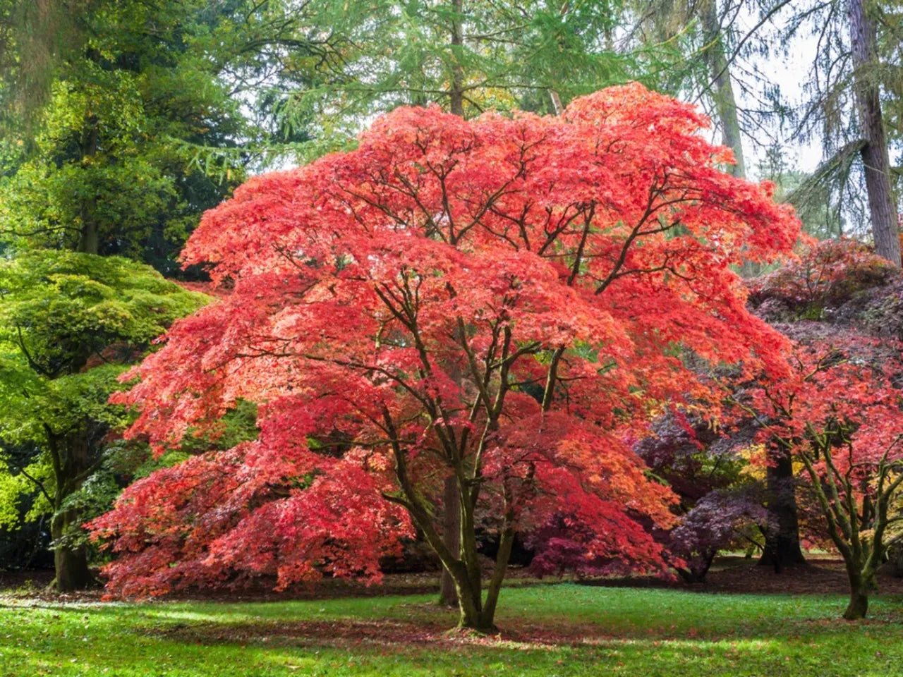 Japanese Maple Bonfire (Acer palmatum) - Ladybird Nursery