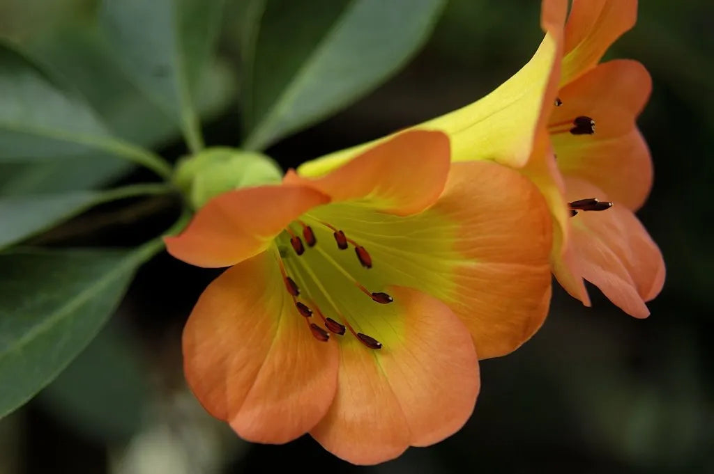 Tropical Rhododendron (Vireya)