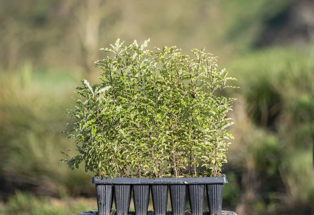 Variegated Lemonwood Variegatum (Pittosporum eugenioides)