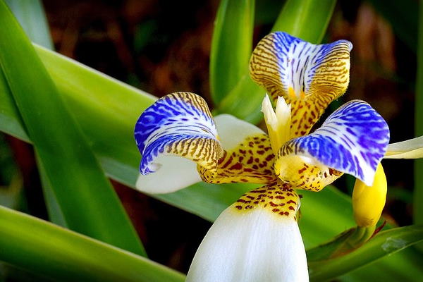 Walking Iris (Neomarica northiana)