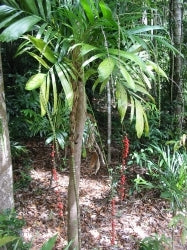 Walking Stick Palm (Linospadix monostachya)