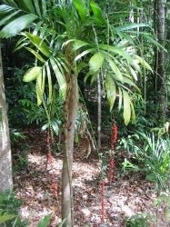 Walking Stick Palm (Linospadix monostachya) - Ladybird Nursery